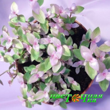 Каллизия repens Kribo