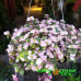 Каллизия repens Kribo