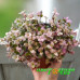 Каллизия repens Kribo