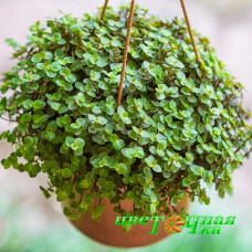 Каллизия repens Green