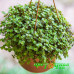 Каллизия repens Green
