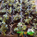 Каллизия repens Green