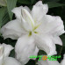 Лилия восточная Lotus Beauty