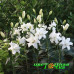 Лилия восточная Lotus Beauty