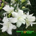 Лилия восточная Lotus Beauty