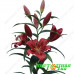 Лилия ОТ гибрид Red Desire