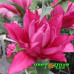 Лилия Roselily Floretta