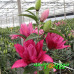 Лилия Roselily Floretta Лилия Roselily Floretta