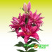 Лилия Roselily Floretta Лилия Roselily Floretta