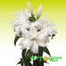Лилия Roselily Monica