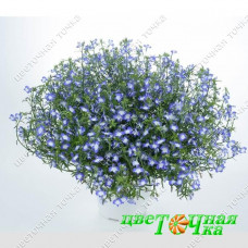 Лобелия Anabel Blue Hope Лобелия Anabel Blue Hope