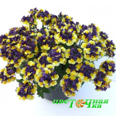 Немезия Aroma Plum and Custard