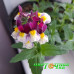 Немезия Escential Cherryberry