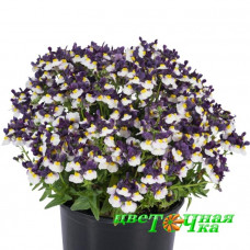 Немезия Escential Elderberry Cream
