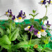 Немезия Escential Elderberry Cream