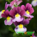 Немезия Menor Dual Bordeaux Немезия Menor Dual Bordeaux