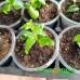Немезия Menor Dual Bordeaux Немезия Menor Dual Bordeaux