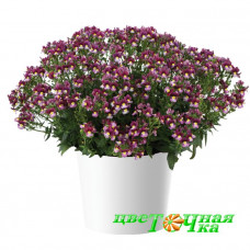 Немезия Menor Dual Bordeaux