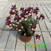 Немезия Menor Dual Bordeaux Немезия Menor Dual Bordeaux