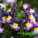 Немезия Menor Dual Purple