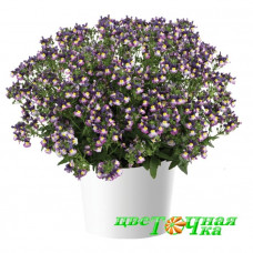 Немезия Menor Dual Purple