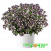 Немезия Menor Dual Purple