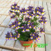 Немезия Menor Dual Purple
