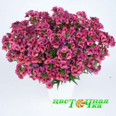 Немезия Nesia Magenta
