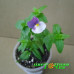 Немезия Sunpeddle Plum White Bicolor