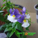 Немезия Sunpeddle Plum White Bicolor
