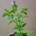 Немезия Sunpeddle Plum White Bicolor