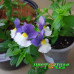 Немезия Sunpeddle Plum White Bicolor