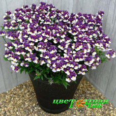 Немезия Sunpeddle Plum White Bicolor
