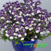 Немезия Sunpeddle Plum White Bicolor