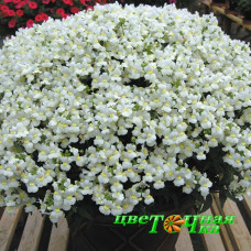 Немезия Sunpeddle White Perfume