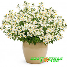 Немезия Sunsatia Plus Anona