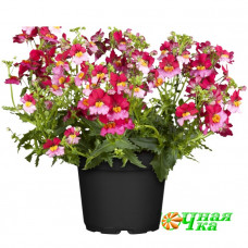 Немезия Sunsatia Plus Berry Delight