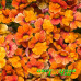 Немезия Sunsatia Plus Blood Orange