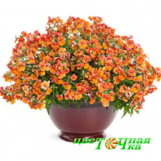 Немезия Sunsatia Plus Blood Orange