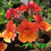 Немезия Sunsatia Plus Blood Orange