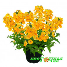 Немезия Sunsatia Plus Curuba