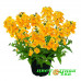 Немезия Sunsatia Plus Curuba