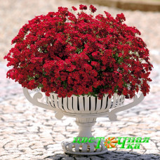 Немезия Sunsatia Plus Granada
