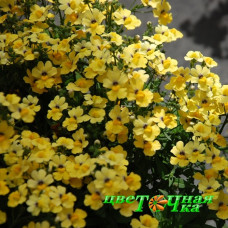 Немезия Sunsatia Plus Little Banana