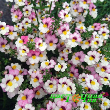 Немезия Sunsatia Plus Lychee