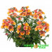 Немезия Sunsatia Plus Mirabelle Upright