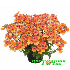 Немезия Sunsatia Plus Mirabelle Upright