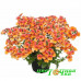 Немезия Sunsatia Plus Mirabelle Upright