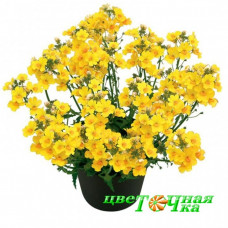 Немезия Sunsatia Plus Pomelo Немезия Sunsatia Plus Pomelo