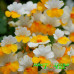Немезия Sun White-Yellow Bicolor